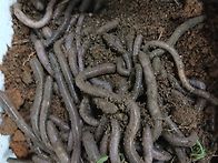 말지렁이 장사 해도 될까요