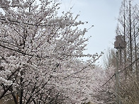 봄꽃 나들이 다녀왔어요&..