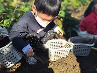장동으로 고구마 캐러 다녀..