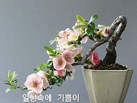 꽃 분재들