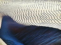 사막을가지않아도..