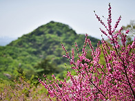 삼성산의 봄