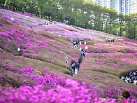 군포 연산홍.
