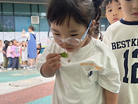 5월 3주 사과나무..