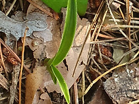 산반복륜