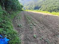 (경남고성부동산)대가면/ 마을과떨어져있는..