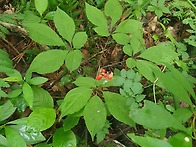 심산행