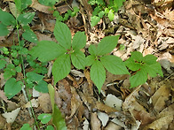 심산행3