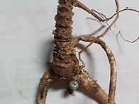 그리운얼굴 7,/작품용도라..