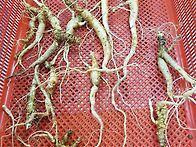 산도라지 산행기