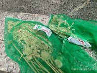 홍산마늘 주아 정리