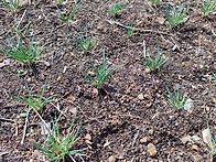 파릇파릇한 새싹