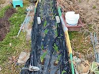 요술대파(순천동파)