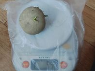 씨감자 짤랐어요