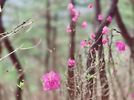 진달래꽃 투어 -솔향수목원..