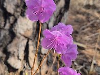 3월 29일 봄이 우리곁에&