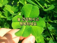휴일 이앙기 모내기 일손돕..