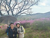 황매산정기산행