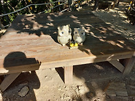 새우로 도미를 낚는다(곤쟁..