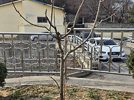 교회 마당에 나무를 심었습..