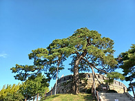 내가 섭리의 전통을 세우기..