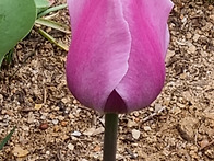 당신 생애의 목적은 무엇입..