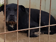 레미 본야스키 ㅎ