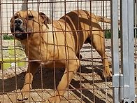 바라문디 ( Bar..