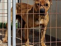 바라문디 (Barr..