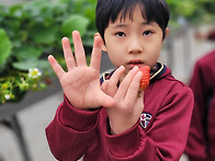 딸기따기 체험학습1