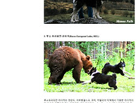 라이카 종류