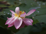 경주 서출지 연꽃(22072..