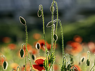 고개 숙인 양귀비