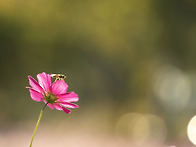 공주. 코스모스