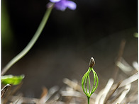 아기 소나무와 제비꽃