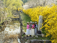 ◆(사진)현충원 벚꽃 & ..