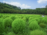 ◆(사진)올림픽공원 댑사리..