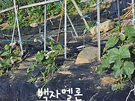 경진농장 채소
