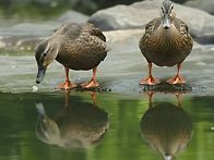 다정한 오리부부