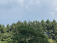 까마귀 가왁가왁