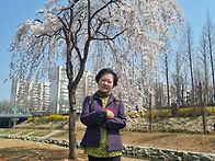 쌍계사 ~화개장터