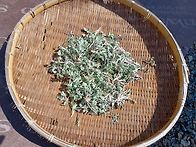 올해 첫 쑥캐기