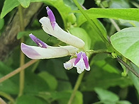 차가운 입술