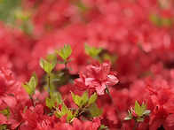 전남 고흥 팔영산