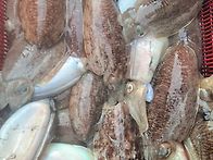 비양도 앞바다로 갑이 출조가실분~~