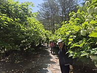 홍천 수타사