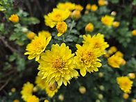 10/25 태화강 국..