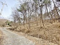 31972 양평읍 백안리 임 ..