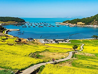 [신분증 지참] 노랑 유채 꽃길을 걷는 완도..