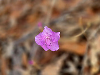 봄꽃들과 함께 한 고용산 ..